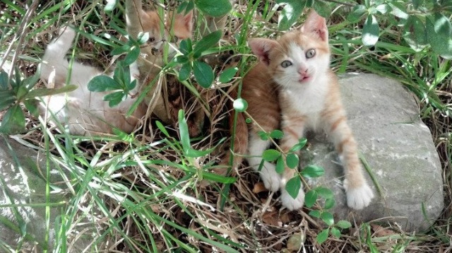 JIU YOU GAME-体育新闻中心推动体育赛事虚拟直播技术落地应用,体育直播系统开发