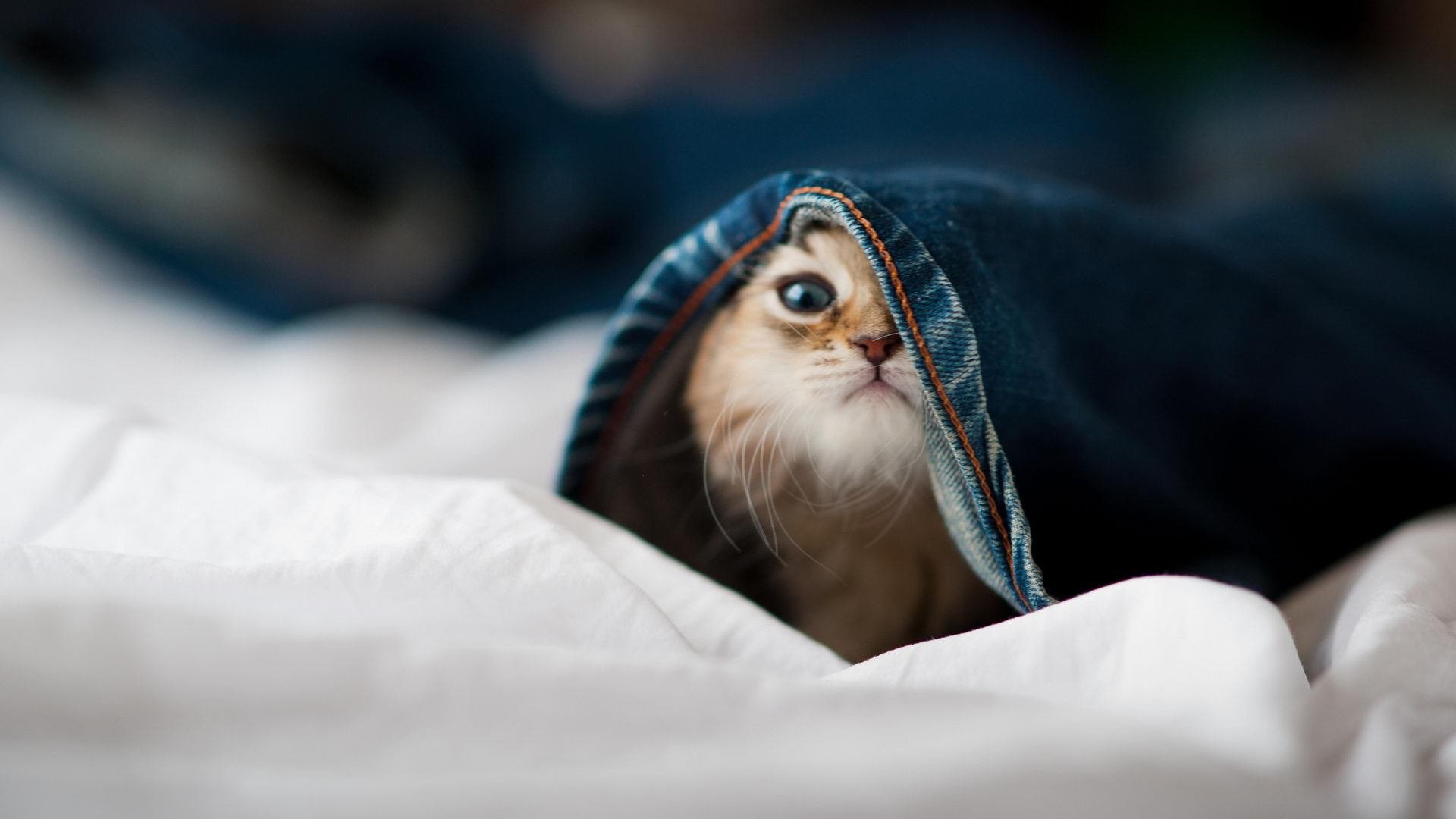 九游官网主页-单届参赛中止步第15名，无更近参赛记录