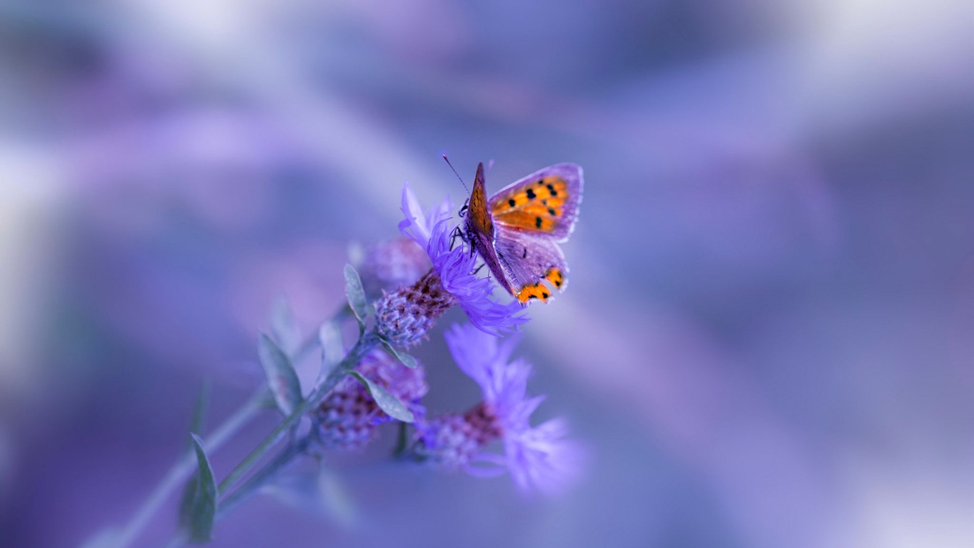 九游登录中心-图卢兹边中结合打出配合流畅效果，图卢兹怎么读zi还是ci