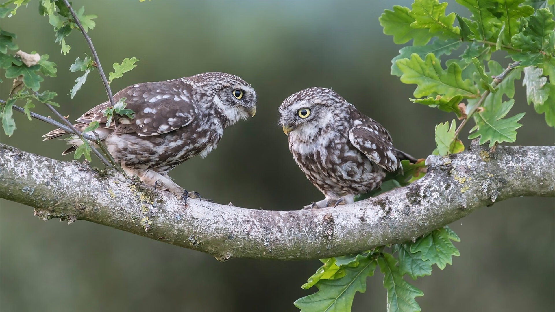 九游app下载中心-新闻中心推出品牌新形象，全新品牌形象