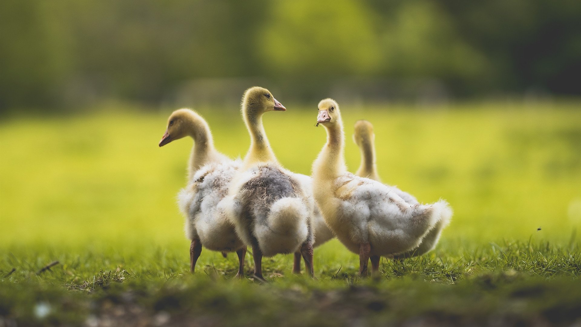 九游娱乐APP-瑞典队乒乓球战术：防守中的进攻与转换技巧，瑞典乒乓球强吗