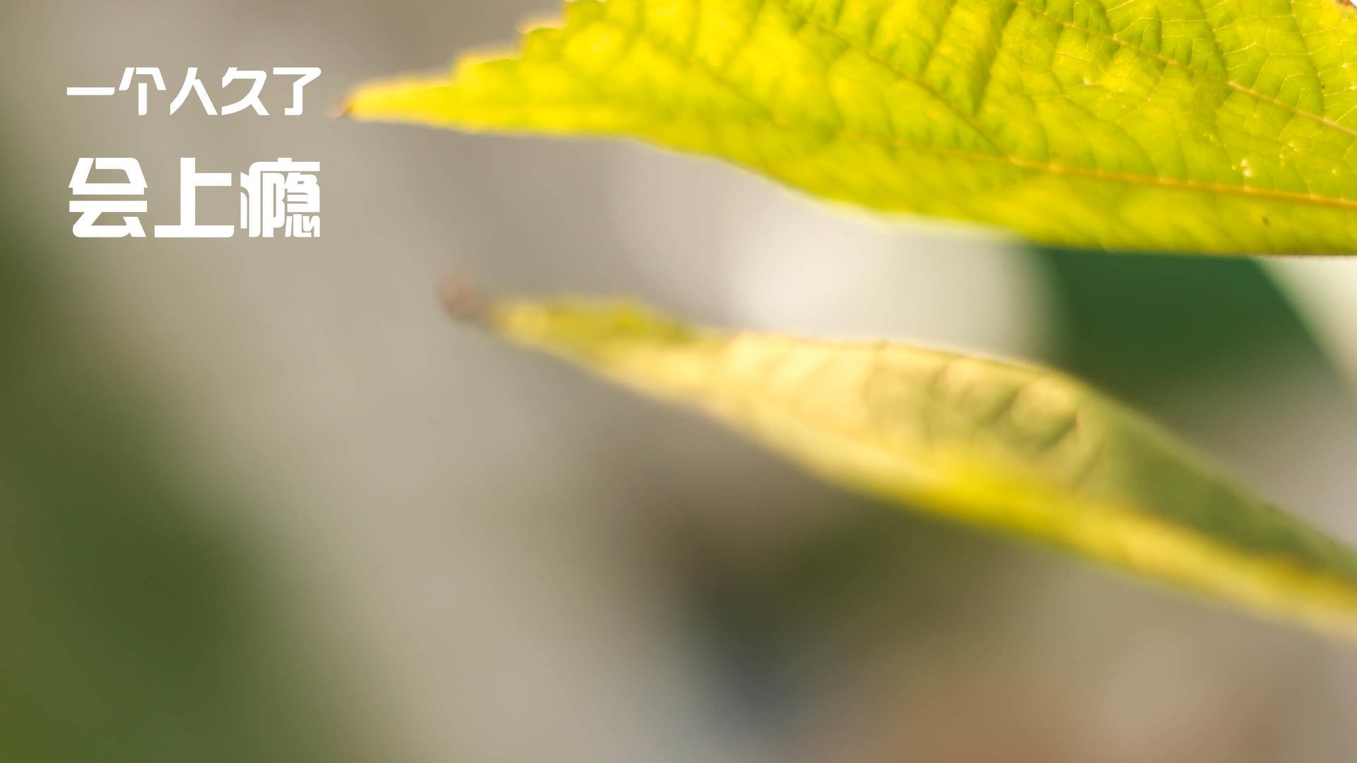 Jiu You-辽宁飞豹节奏掌控出色有效控制比赛走势,辽宁飞豹官网视频直播