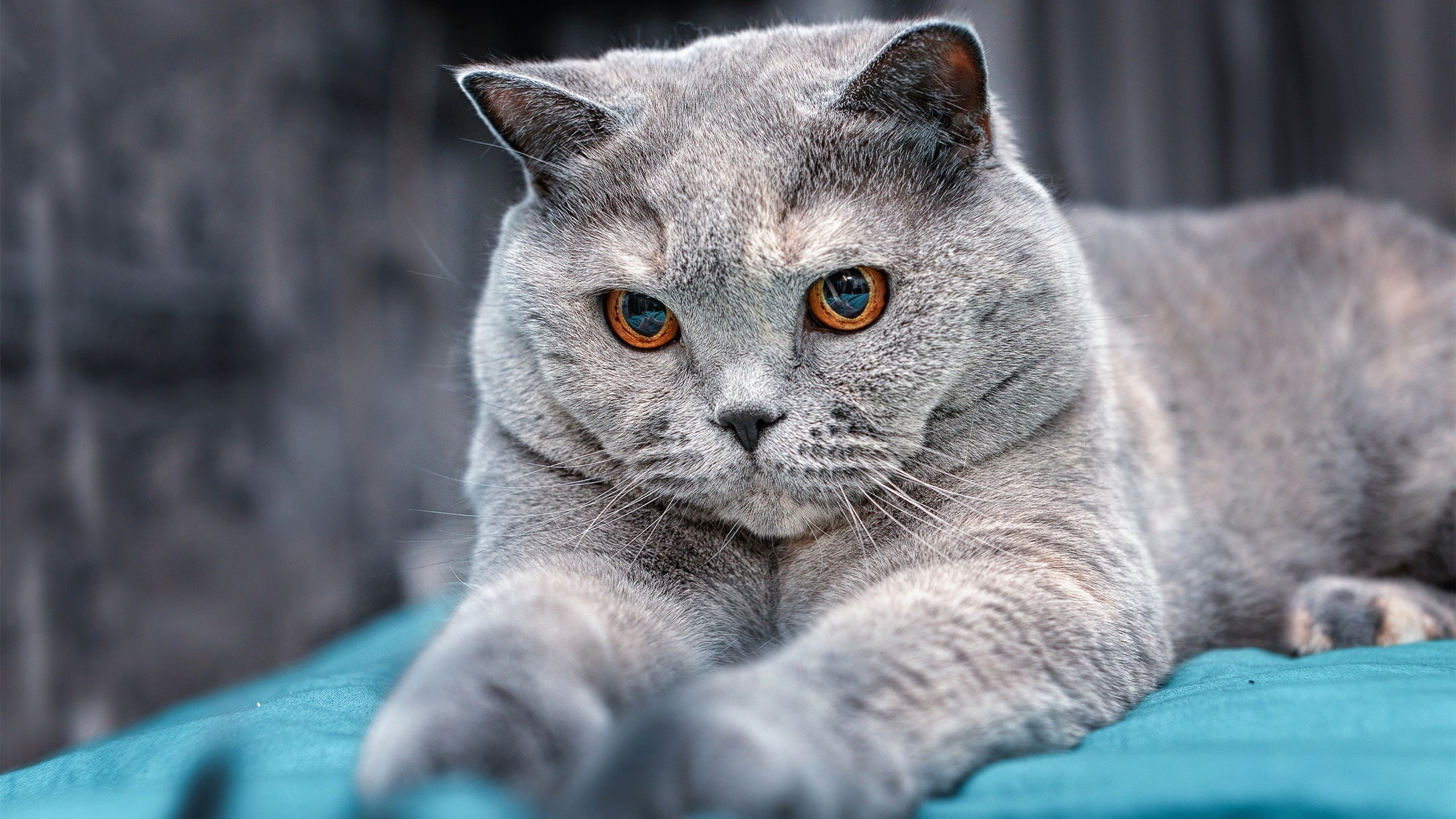 -南非橄榄球赛事观众持续增加,品牌价值日益增强,南非 橄榄球