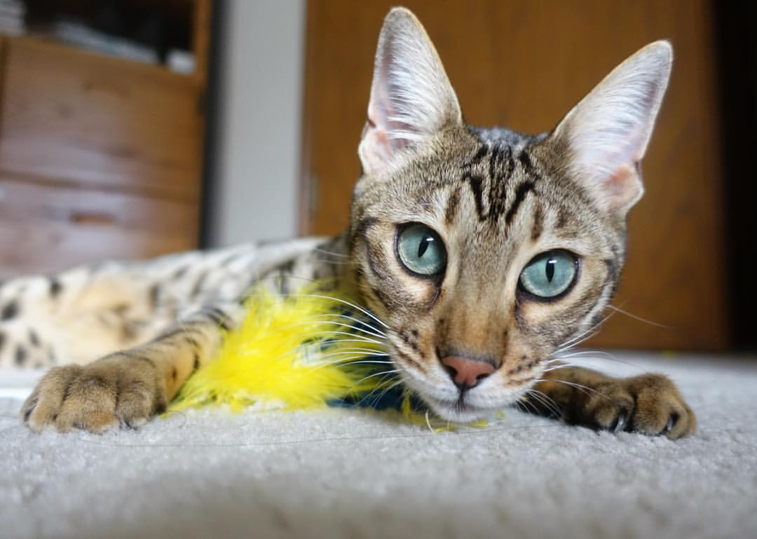 九游app官网下载-新闻中心发布体育影视内容年度扶持计划申请指南，体育影视艺术