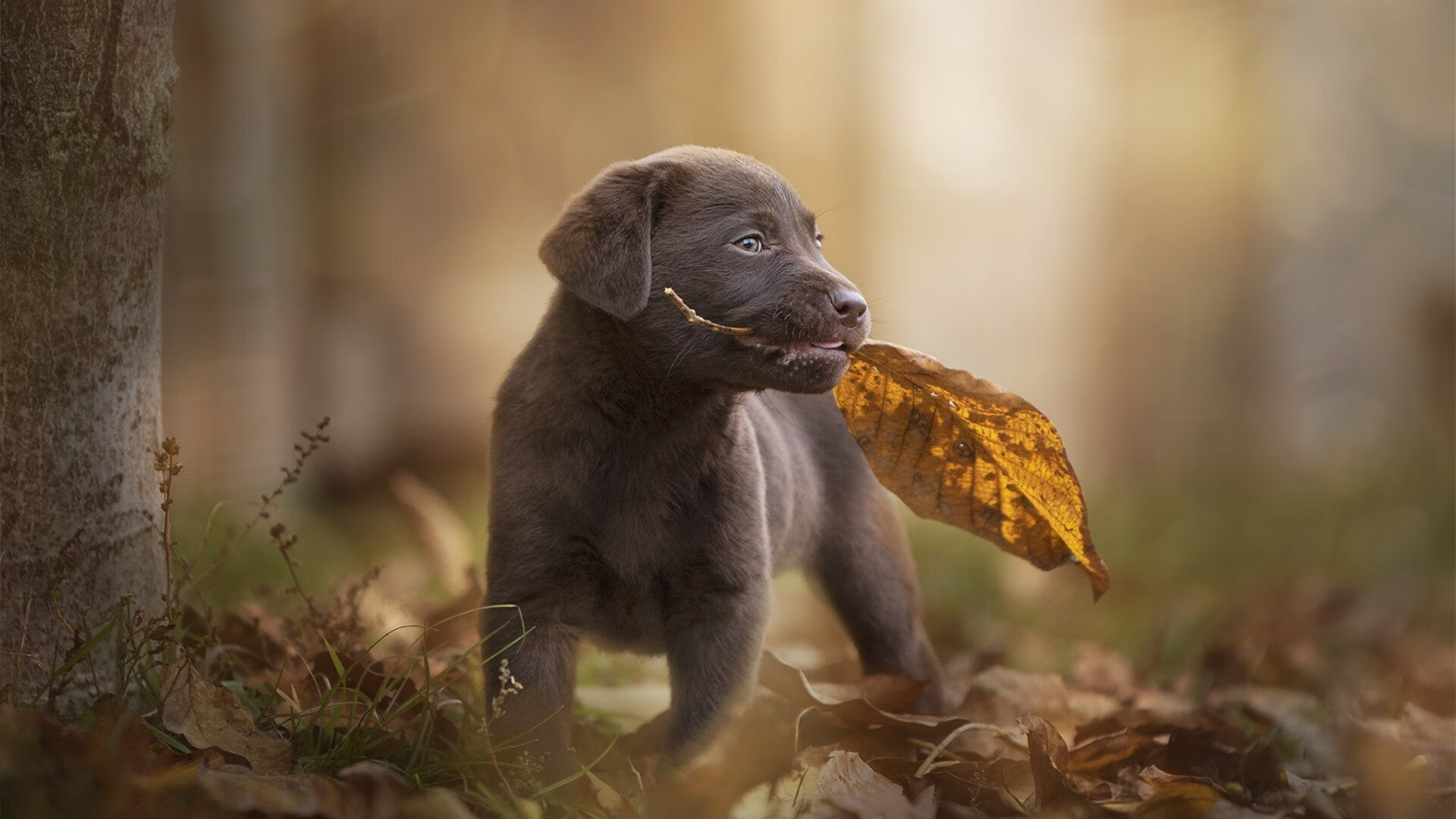 -Jones 技术全面，是球队多面手，jones球员