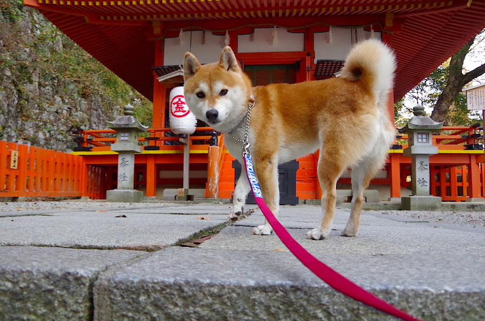 九游官网pc-WTT中国大满贯：国乒全胜，16岁小将狂轰11-1夺目，国乒男子大满贯